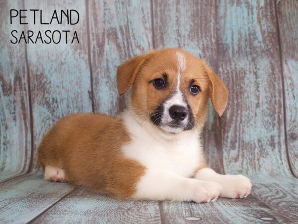 Pembroke Welsh Corgi-DOG-Male-Red / White-25139-Dream Tails Sarasota, Florida