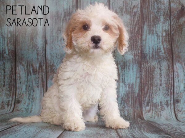 Cavapoo-DOG-Female-Blenheim-25137-Dream Tails Sarasota, Florida