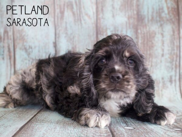 Cocker Spaniel-DOG-Male-Blue Roan-25138-Dream Tails Sarasota, Florida
