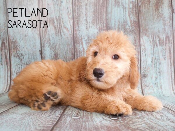 Miniature Goldendoodle-DOG-Female-Golden-25136-Dream Tails Sarasota, Florida