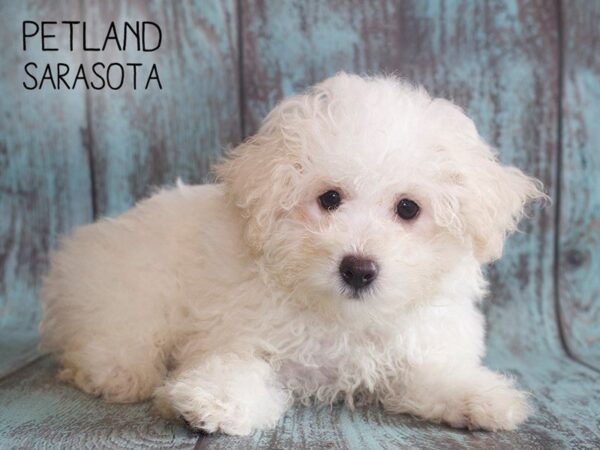 Pomapoo-DOG-Female-Cream-25134-Dream Tails Sarasota, Florida