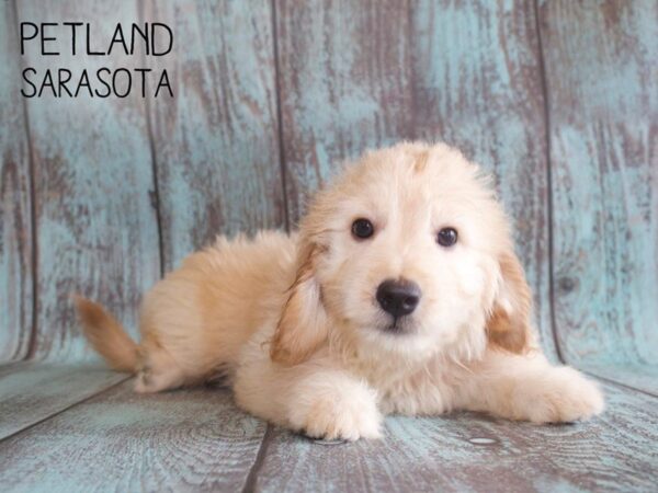Miniature Goldendoodle-DOG-Female-Golden-25135-Dream Tails Sarasota, Florida
