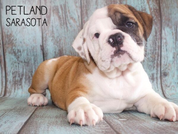 English Bulldog-DOG-Female-Red-25133-Dream Tails Sarasota, Florida