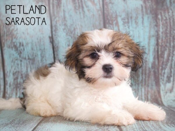 Shorkie-DOG-Female-Gold / White-25131-Dream Tails Sarasota, Florida