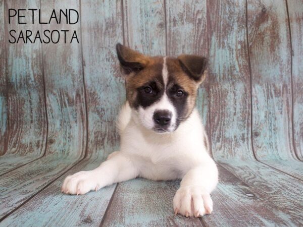 Akita-DOG-Female-Fawn-25130-Dream Tails Sarasota, Florida
