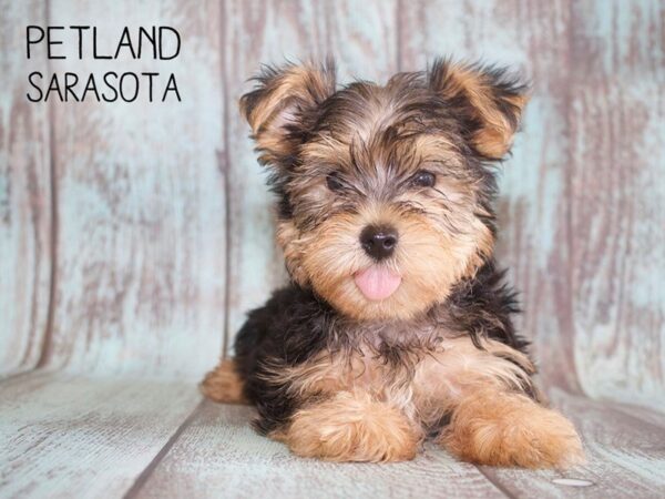 Yorkshire Terrier-DOG-Male-Chocolate / Tan-25128-Dream Tails Sarasota, Florida