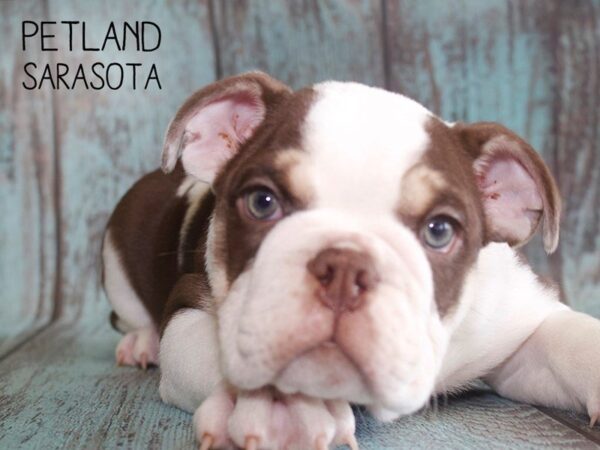 English Bulldog-DOG-Male-Chocolate / White-25127-Dream Tails Sarasota, Florida