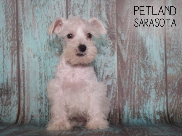 Miniature Schnauzer-DOG-Female-white-25116-Dream Tails Sarasota, Florida