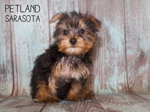 Yorkshire Terrier-DOG-Male-Black / Tan-25129-Dream Tails Sarasota, Florida