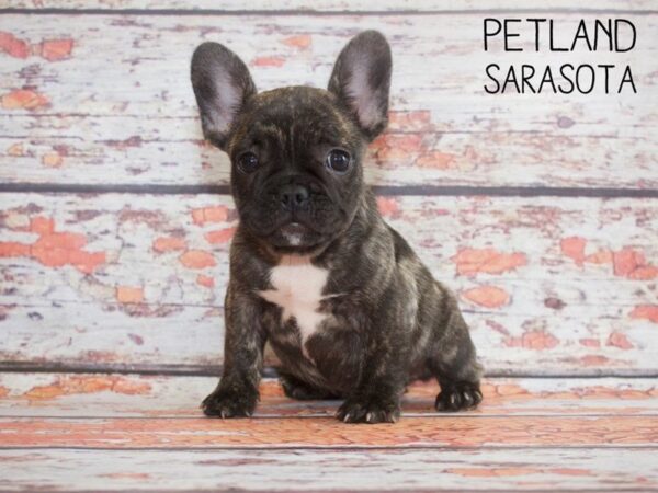 French Bulldog-DOG-Female-Brindle-25173-Dream Tails Sarasota, Florida