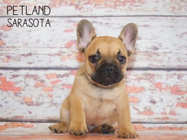 French Bulldog-DOG-Male-Red Fawn-25172-Dream Tails Sarasota, Florida
