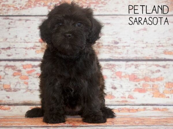 Yorkiepoo-DOG-Female-Black-25170-Dream Tails Sarasota, Florida