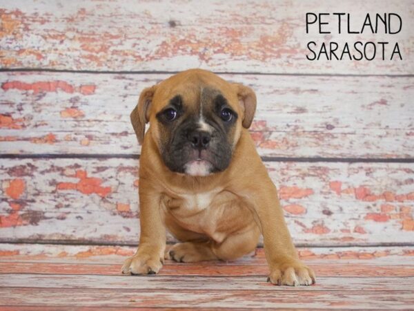 Old English Bulldog-DOG-Female-FAWN WHITE-25169-Dream Tails Sarasota, Florida