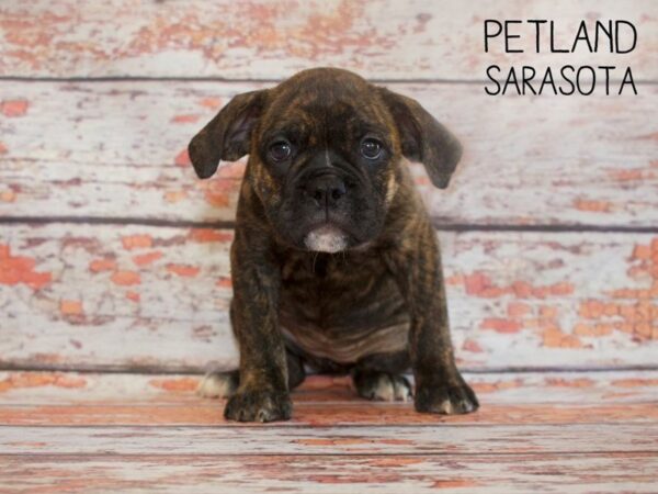 Old English Bulldog-DOG-Female-BRINDLE WHITE-25168-Dream Tails Sarasota, Florida