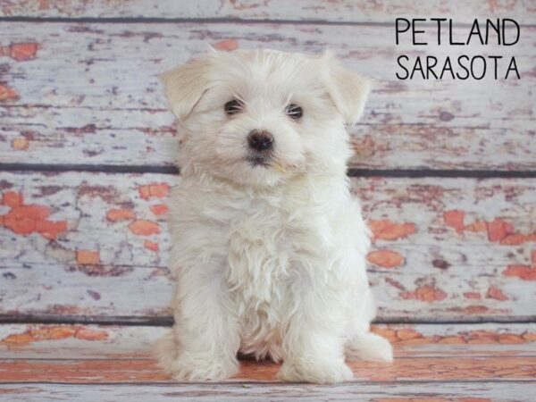 Maltese-DOG-Female-WHITE-25167-Dream Tails Sarasota, Florida