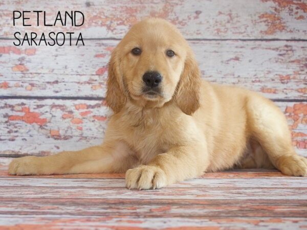 Golden Retriever-DOG-Male-Dark Golden-25166-Dream Tails Sarasota, Florida