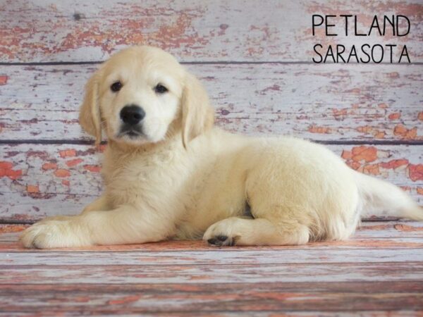 Golden Retriever-DOG-Male-LIGHT GOLDEN-25165-Dream Tails Sarasota, Florida