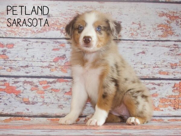 Australian Shepherd-DOG-Female-Red Merle-25163-Dream Tails Sarasota, Florida