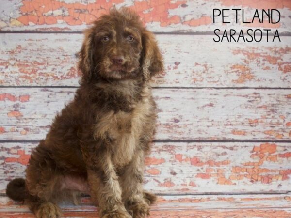 F2 STANDARD GOLDENDOODLE-DOG-Male-Chocolate Merle-25162-Dream Tails Sarasota, Florida