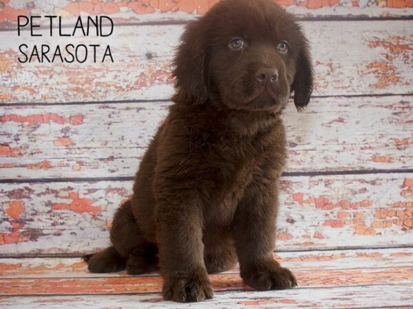 Newfoundland-DOG-Male-Chocolate-25161-Dream Tails Sarasota, Florida