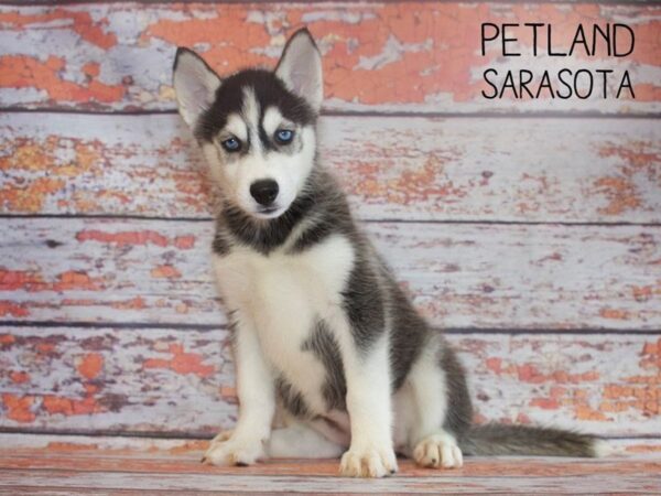 Siberian Husky-DOG-Female-Black & White-25160-Dream Tails Sarasota, Florida