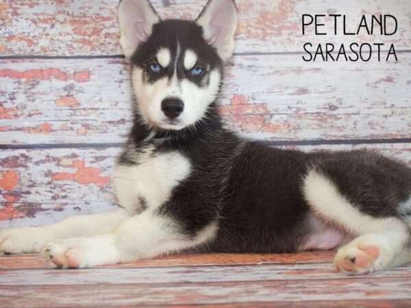 Siberian Husky-DOG-Male-Black & White-25159-Dream Tails Sarasota, Florida