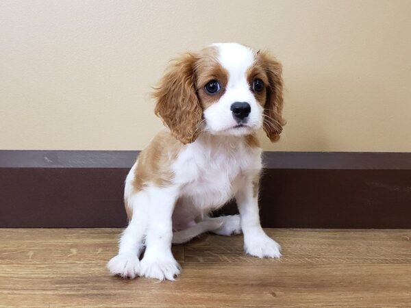 Cavalier King Charles Spaniel-DOG-Male-Blenheim-25225-Dream Tails Sarasota, Florida
