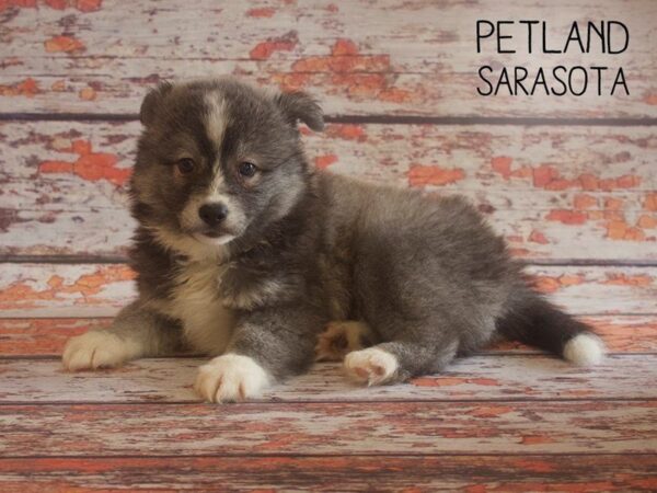 Pomsky-DOG-Male-BLUE WHITE-25187-Dream Tails Sarasota, Florida