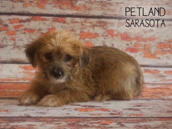 Yochon-DOG-Male-BIEGE-25186-Dream Tails Sarasota, Florida