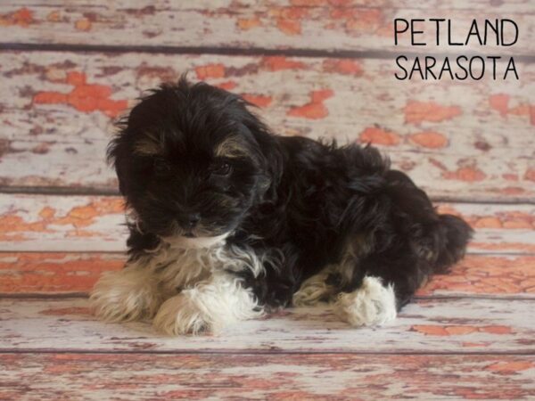 Havanese-DOG-Male-TRI-25185-Dream Tails Sarasota, Florida