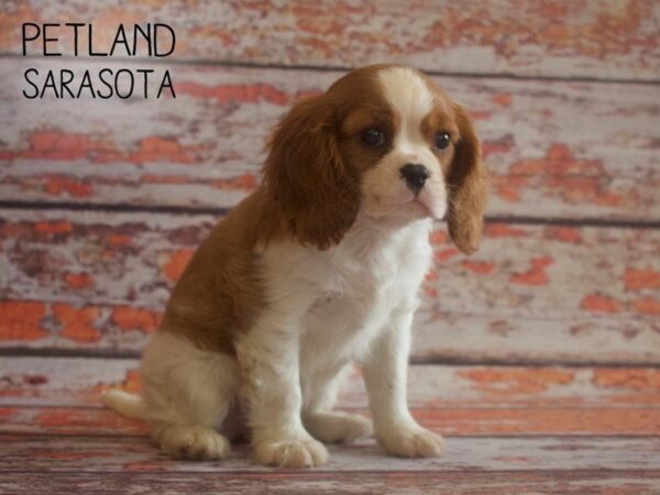 Cavalier King Charles Spaniel-DOG-Female-BLENHEIM-25184-Dream Tails Sarasota, Florida