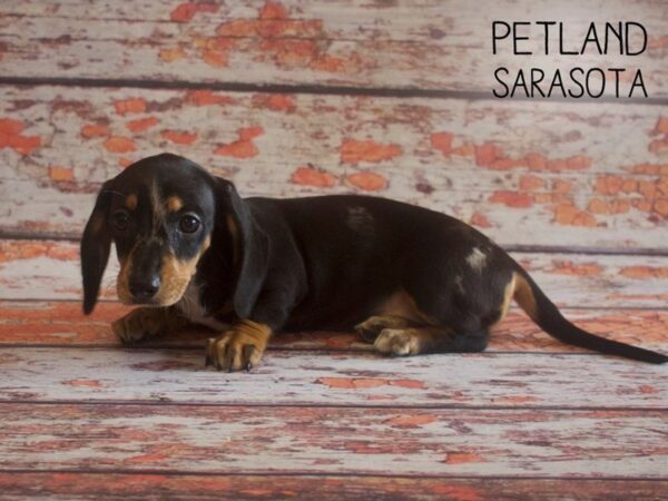 Dachshund-DOG-Female-BLK TAN-25183-Dream Tails Sarasota, Florida