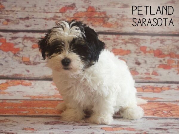 Havanese-DOG-Female-CHOC WH-25182-Dream Tails Sarasota, Florida