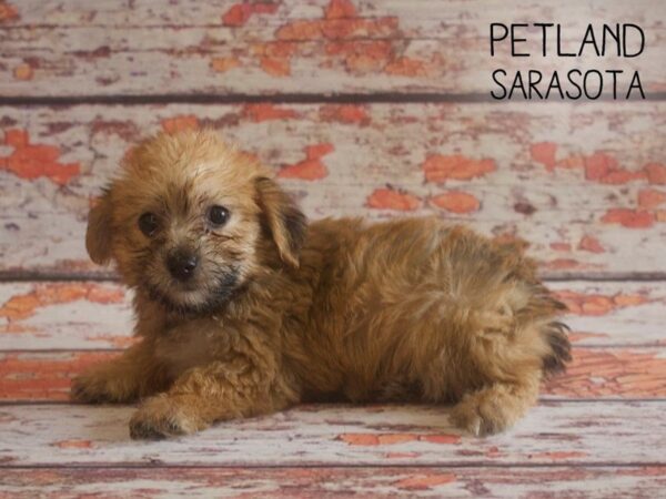 Yochon-DOG-Male-BIEGE-25181-Dream Tails Sarasota, Florida