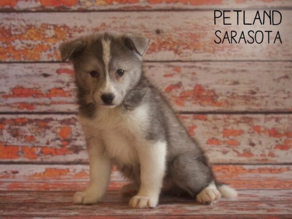Pomsky-DOG-Female-BLUE WHITE-25178-Dream Tails Sarasota, Florida