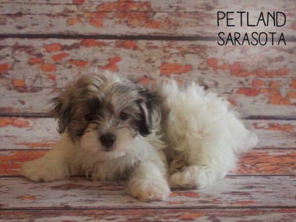 Maltipoo-DOG-Male-BLUE MERLE PARTI-25177-Dream Tails Sarasota, Florida