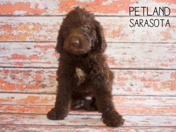 Newfiepoo-DOG-Male-Chocolate-25176-Dream Tails Sarasota, Florida