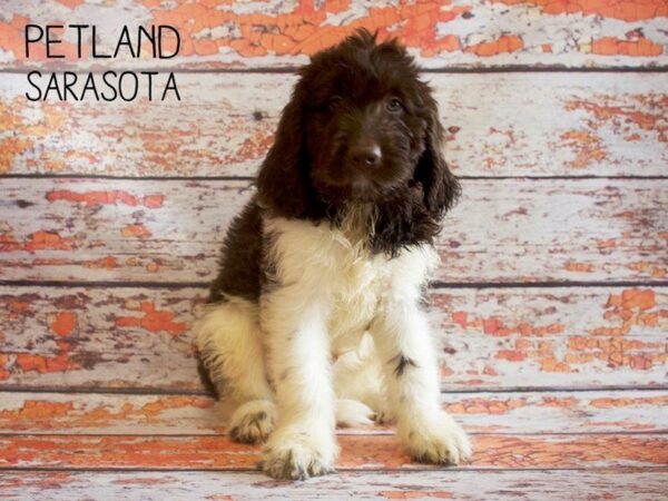 Newfiepoo-DOG-Male-Chocolate White-25175-Dream Tails Sarasota, Florida