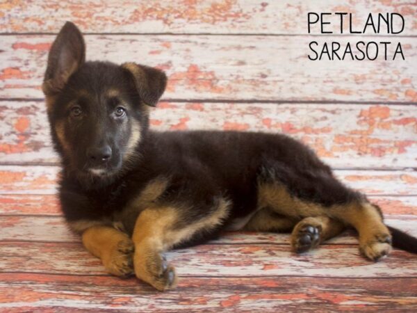 German Shepherd-DOG-Female-Black Tan-25174-Dream Tails Sarasota, Florida