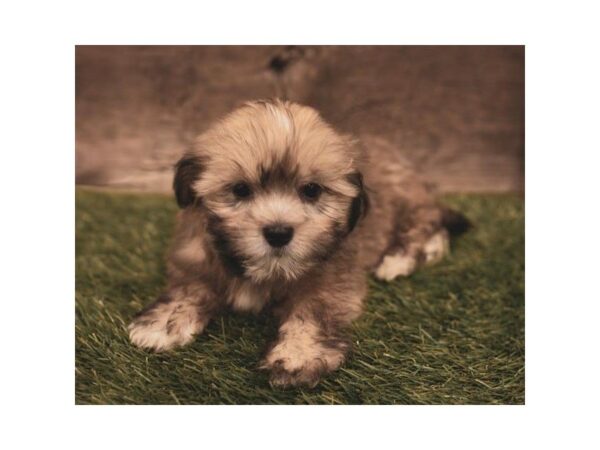 Lhasa Apso-DOG-Male-Gold-25205-Dream Tails Sarasota, Florida