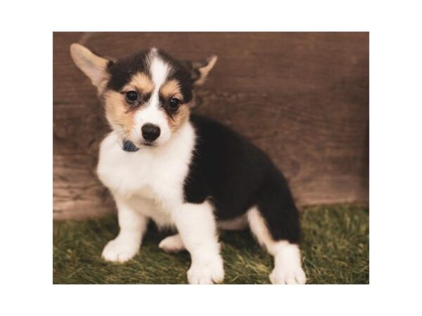 Pembroke Welsh Corgi-DOG-Female-Black White / Tan-25206-Dream Tails Sarasota, Florida