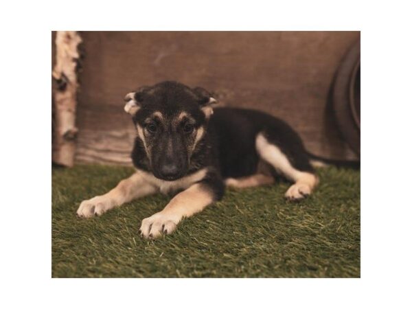 German Shepherd Dog-DOG-Female-Black / Tan-25208-Dream Tails Sarasota, Florida