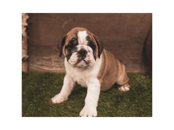 English Bulldog-DOG-Male-Red-25203-Dream Tails Sarasota, Florida