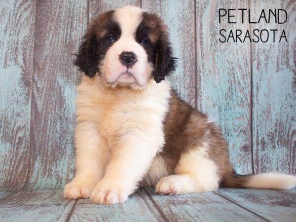 Saint Bernard-DOG-Male-Sable & White-25190-Dream Tails Sarasota, Florida