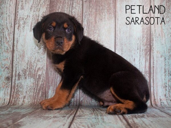 Rottweiler-DOG-Male-Black Tan-25191-Dream Tails Sarasota, Florida