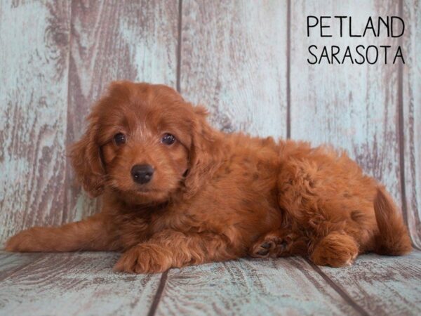 F2 MINI GOLDENDOODLE-DOG-Male-Golden-25192-Dream Tails Sarasota, Florida