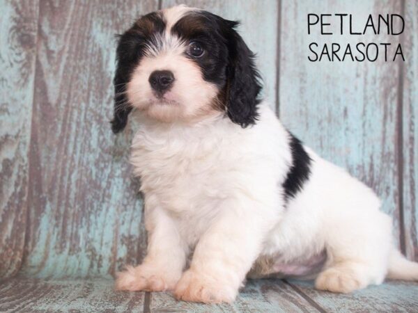 Havalier-DOG-Male-TRI-25193-Dream Tails Sarasota, Florida