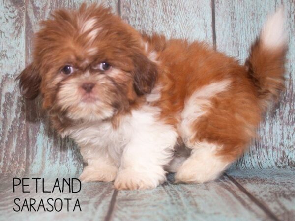 Shih Tzu-DOG-Female-CHOC WHITE-25195-Dream Tails Sarasota, Florida