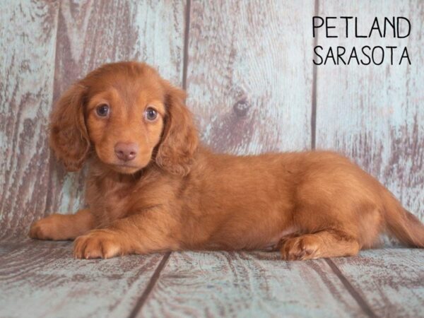 Dachshund-DOG-Male-CHOC-25198-Dream Tails Sarasota, Florida