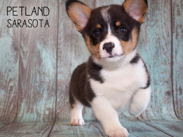 Pembroke Welsh Corgi-DOG-Male-TRI-25197-Dream Tails Sarasota, Florida